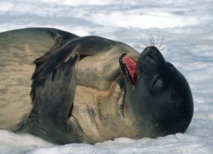Seal1